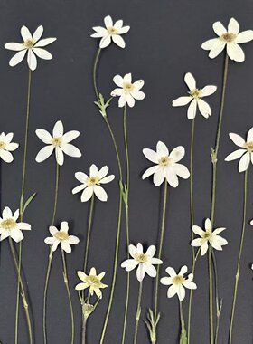 天然压花干花玉梅花瓣DIY标本