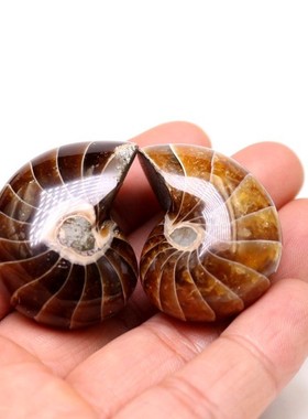 2026古生物化石鹦鹉螺化石头足动物菊石原石斑彩螺科普教学标本奇