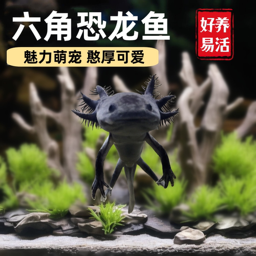 六角恐龙鱼冷水鱼蝾螈鱼缸水族宠物活体淡水好养易活观赏网红鱼陆 - 图0