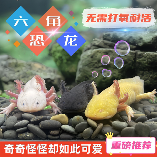 六角恐龙鱼冷水鱼蝾螈鱼缸水族宠物活体淡水好养易活观赏网红鱼陆 - 图1