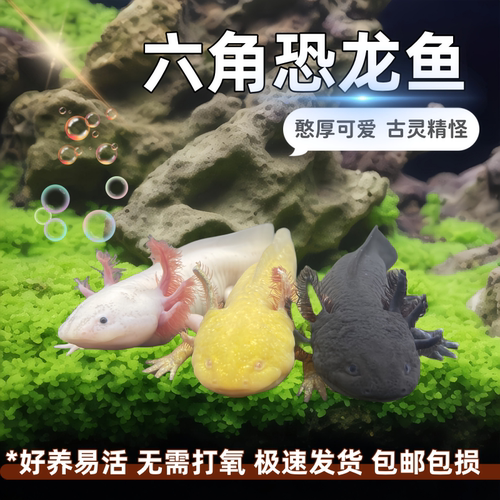 六角恐龙鱼冷水鱼蝾螈鱼缸水族宠物活体淡水好养易活观赏网红鱼陆 - 图3