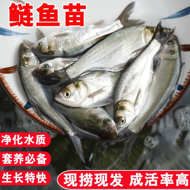 白鲢鱼苗淡水养殖食用大型鱼鲢鱼鳊鱼水鲢鲢子鳙鱼跳鲢冷水观赏鱼