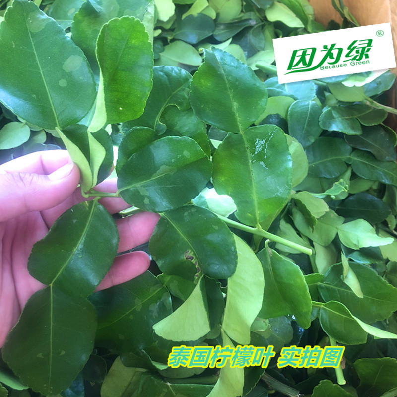 新鲜泰国柠檬叶 Kaffir Lime Leaf 新鲜 青柠叶 250g 冬阴功香料 - 图0