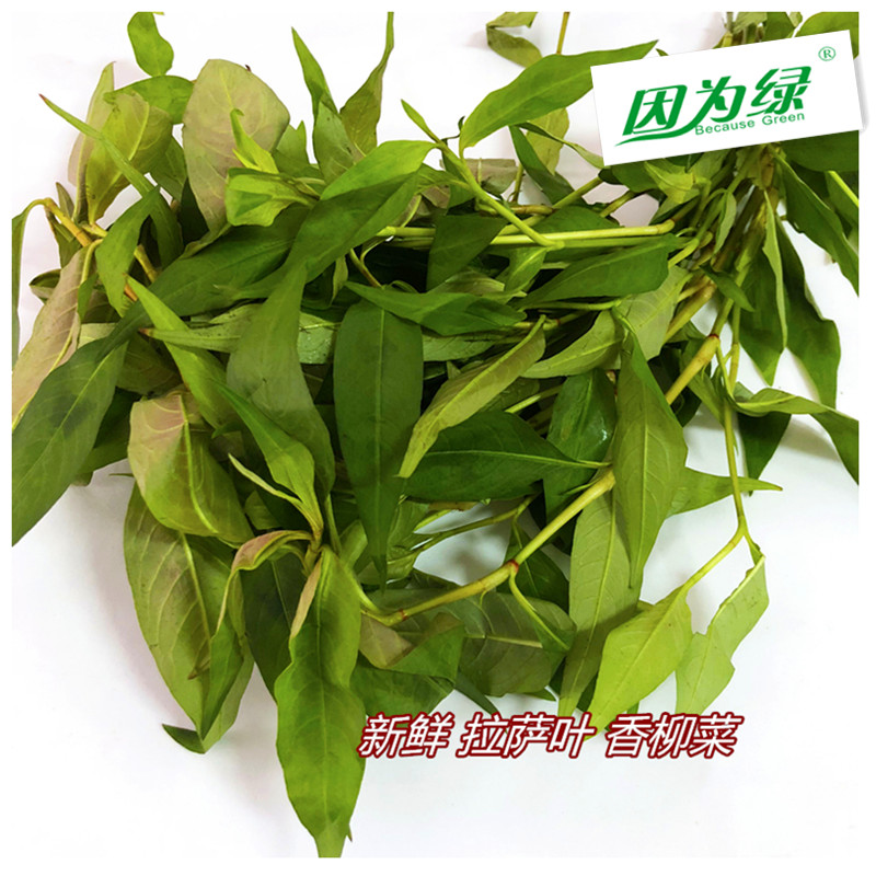 新鲜香料叻沙叶拉莎叶拉沙叶拉萨叶云南香柳菜江浙沪5件包邮-图0