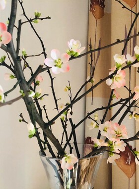海棠花鲜枝泡水开真花水养植物花枝插花瓶红瑞木干枝花包遇水开花