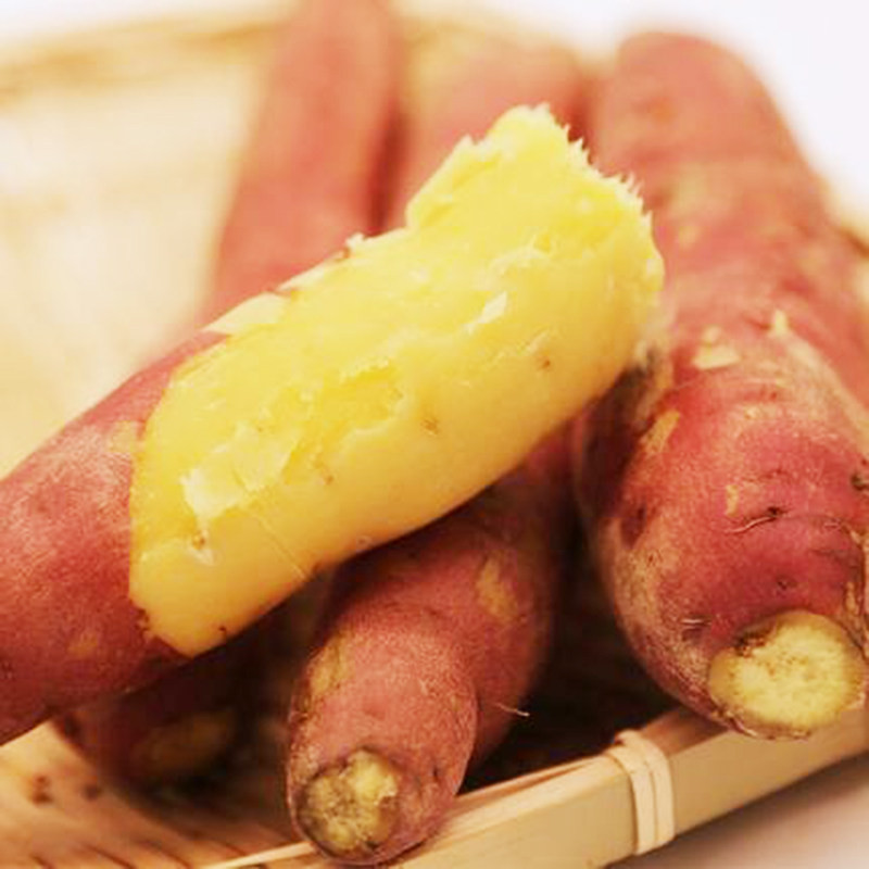 板栗红薯陕西临潼沙土地干面甜10 瑶果林番薯