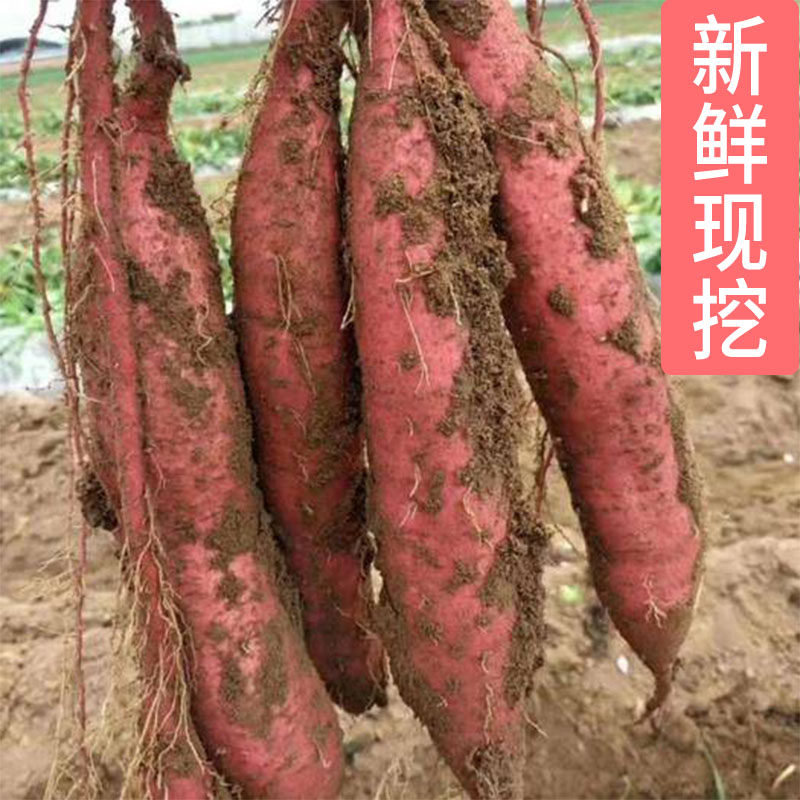 板栗红薯陕西临潼沙土地干面甜10 瑶果林番薯