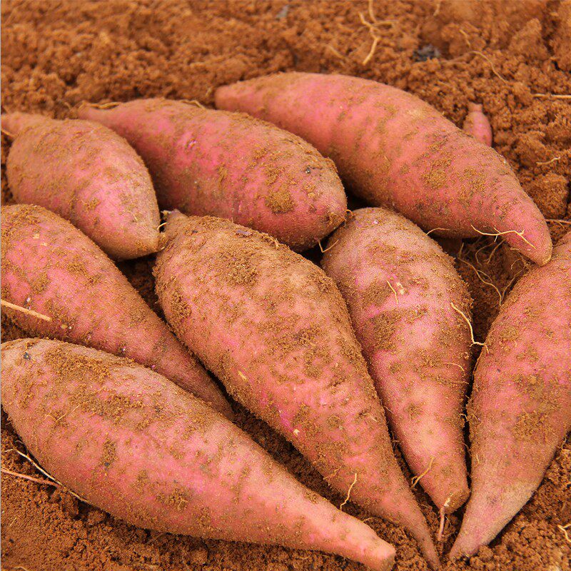 现挖带箱10斤六鳌农家红心新鲜红薯 瑶果林番薯