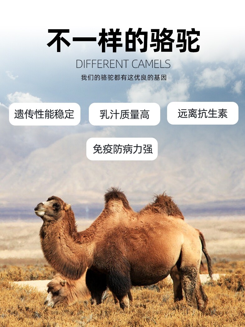 千绝驼初乳纯骆驼新疆正宗儿童奶粉 郎达文通食品驼奶及驼奶粉