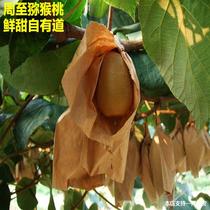 Shaanxi Week to Cuicange Exotic Fruits Fresh Pregnant Women Fruit Whole Boxes 5 Catchio Exotic Fruits Fresh Fruits