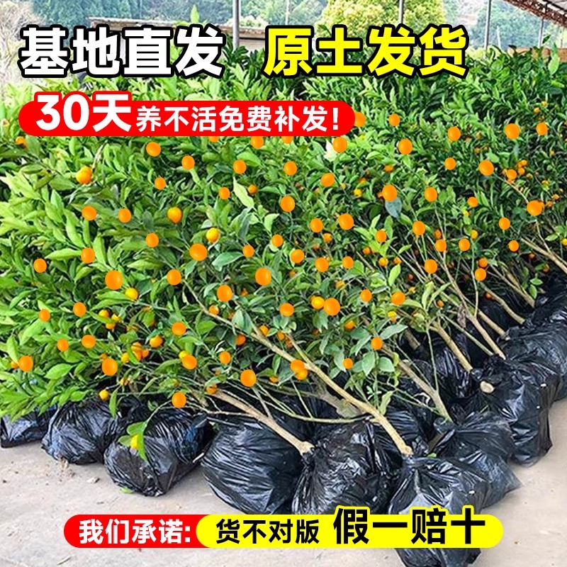 脆皮金桔树树苗带果橘子树果树苗南北方耐寒盆栽庭院地栽四季种植
