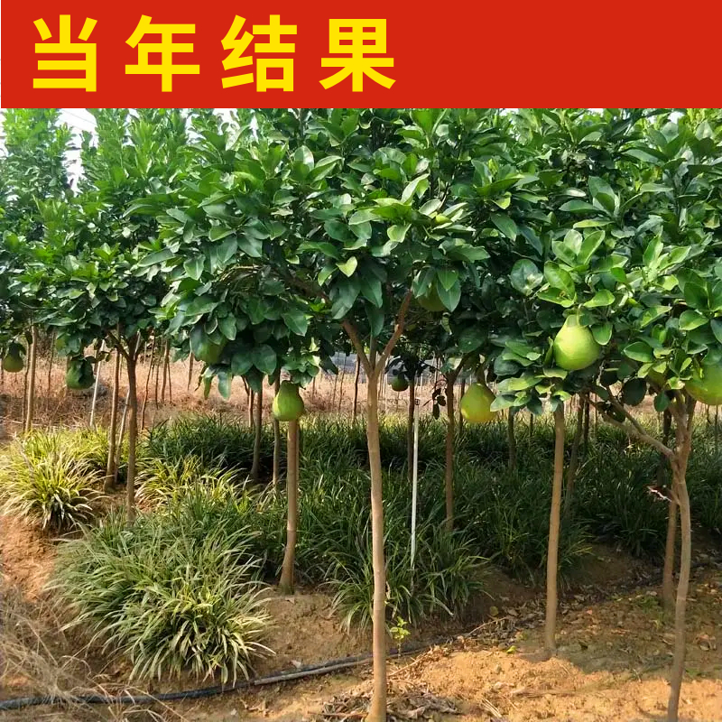 马家柚子树苗南北方庭院地栽特大红心蜜柚盆栽嫁接果树苗当年结果 - 图3