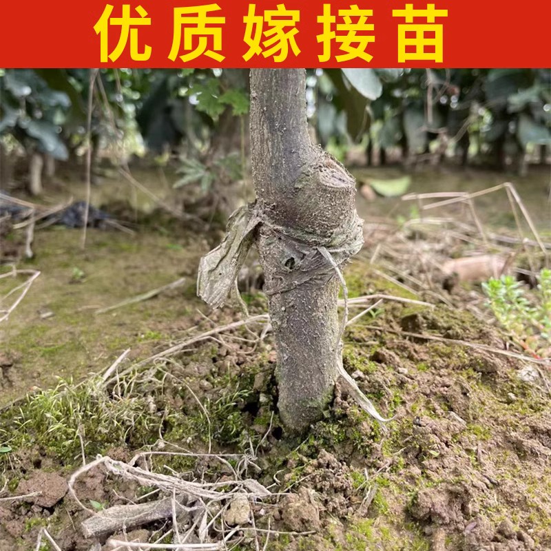 马家柚子树苗南北方庭院地栽特大红心蜜柚盆栽嫁接果树苗当年结果 - 图0