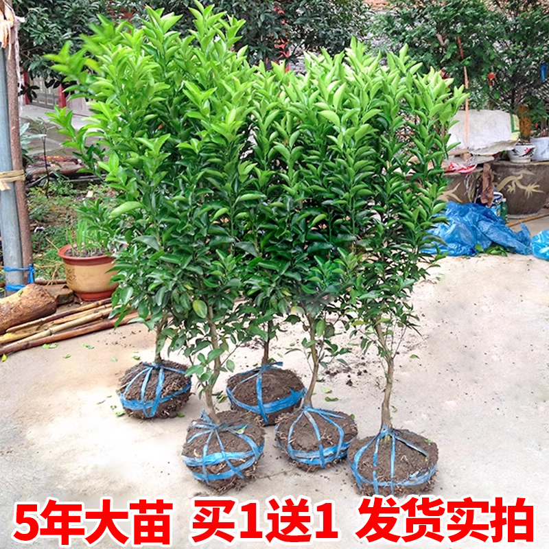 沙糖桔树苗地栽盆栽南方北方种植橘子树苗柑桔果树果苗嫁接砂糖橘