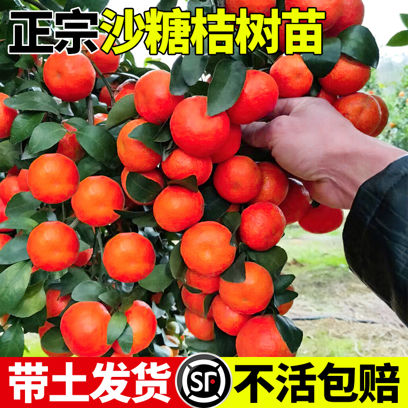砂糖橘树苗地栽盆栽南北方种植广西沙糖桔子苗嫁接无籽橘子树果苗