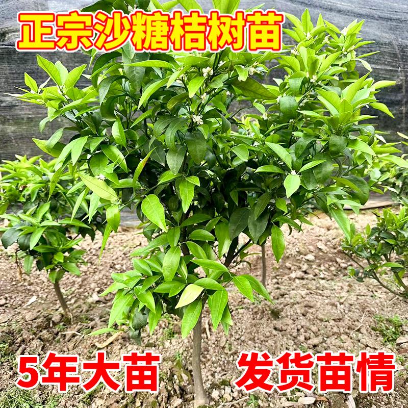 沙糖桔树苗地栽盆栽南方北方种植橘子树苗柑桔果树果苗嫁接砂糖橘
