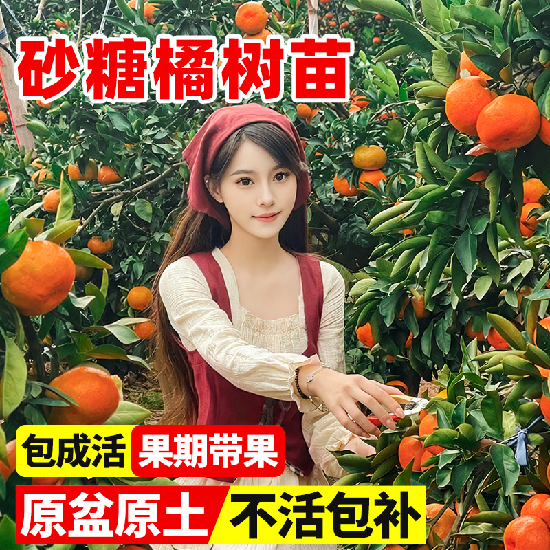 正宗广西砂糖橘树苗沙糖桔子树苗橙子无籽橘子树果苗南方北方种植