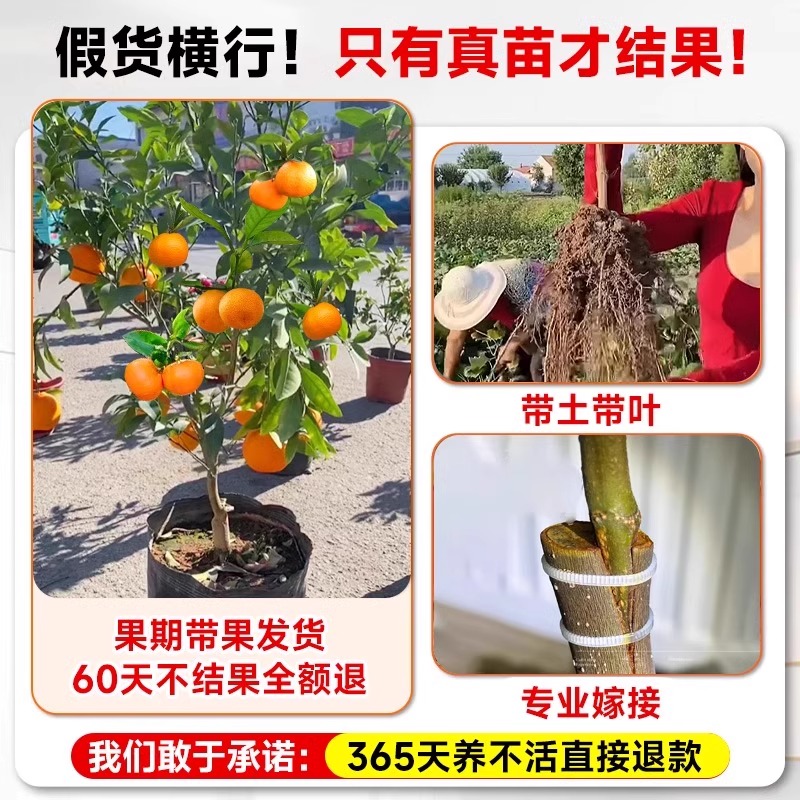 黄岩无核蜜桔苗嫁接桔子树苗甜橘子黄岩蜜桔果树苗当年结果树树苗