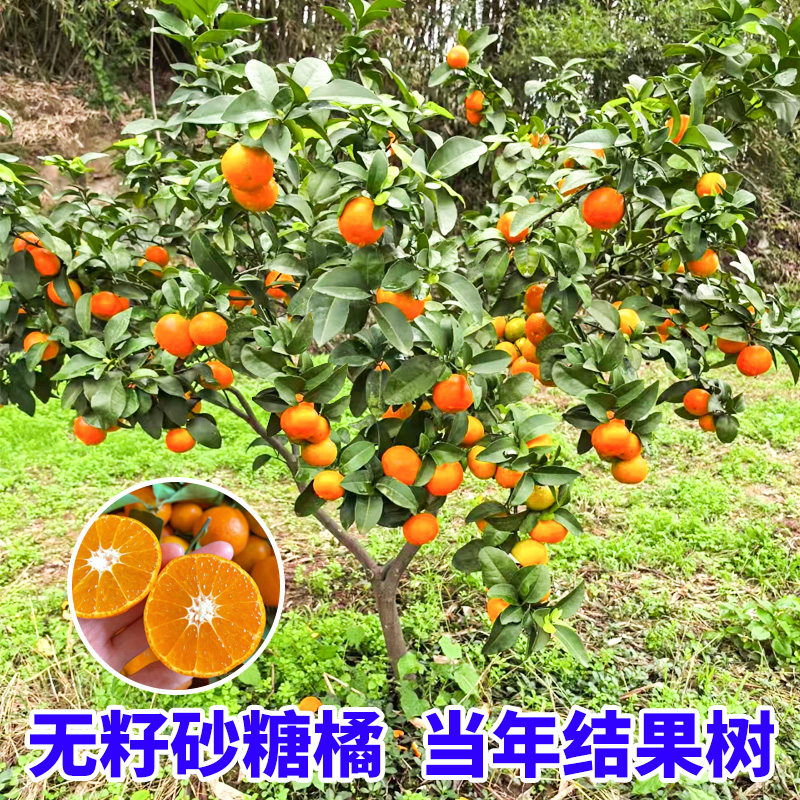 沙糖桔树苗地栽盆栽南方北方种植橘子树苗柑桔果树果苗嫁接砂糖橘