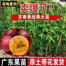 Hundreds of fragrant fruit trees Big fruits Four Seasons Climbing Vine Eggs Fruits Gold Purple Scents Terrace Farmsouth Courtyard Balcony of the year results