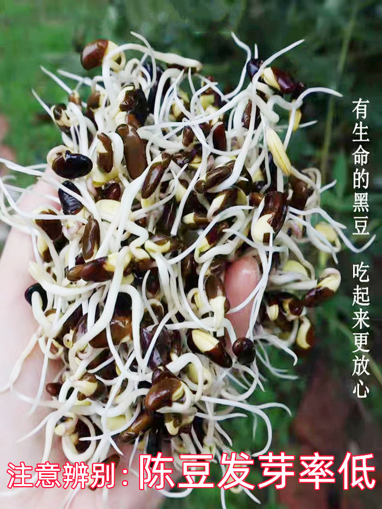 肾形黑豆 小粒农家自种老品种非转基因黄芯黑小豆打豆浆发豆芽5斤 - 图1