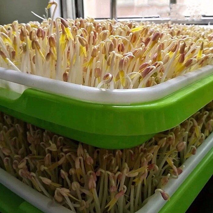 发豆芽专用绿豆生豆芽长绿豆芽小粒中粒非转基因水培发芽豆可食用,淘宝优惠券,粉丝福利购,淘宝优惠卷