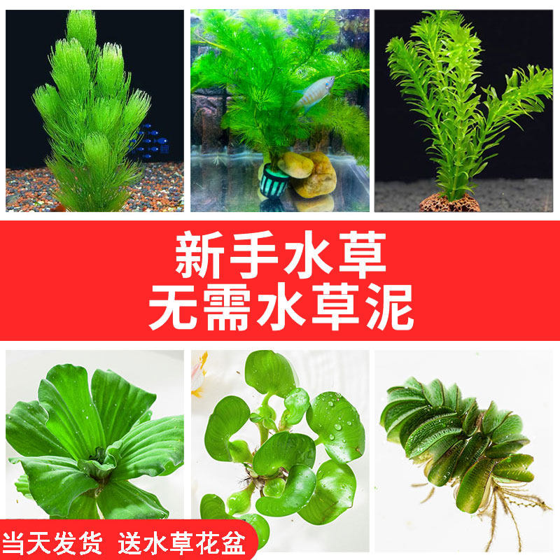蜈蚣草红绿菊金鱼藻真水草净水植物养龟鱼缸造景水葫芦水芙蓉浮萍 嘉乐水族 淘优券