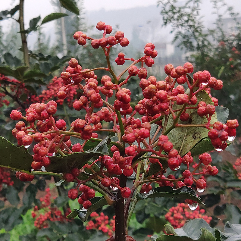 峪北无刺花椒苗  嫁接无刺花椒树苗  芽穗枝条 砧木种子 - 图0