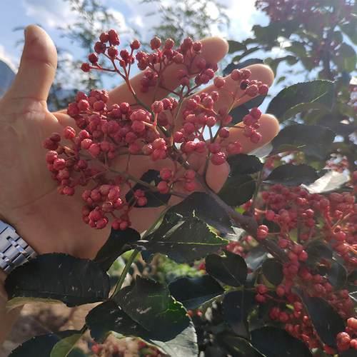 甘肃陇南武都峪北无刺花椒苗嫁接无刺花椒树苗嫁接芽穗种子 - 图0