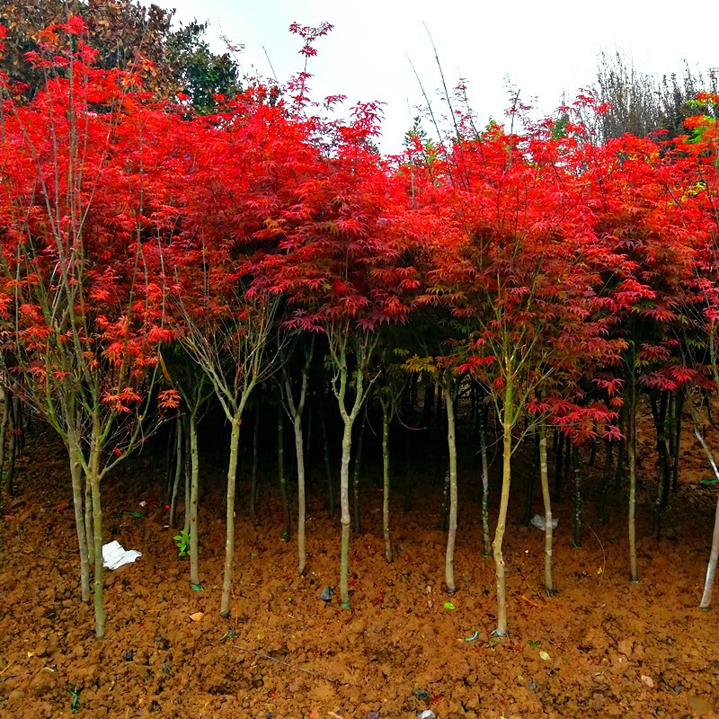 红枫树苗盆栽四季花卉阳台庭院植物别墅风景树耐寒日本红枫树盆景-图1