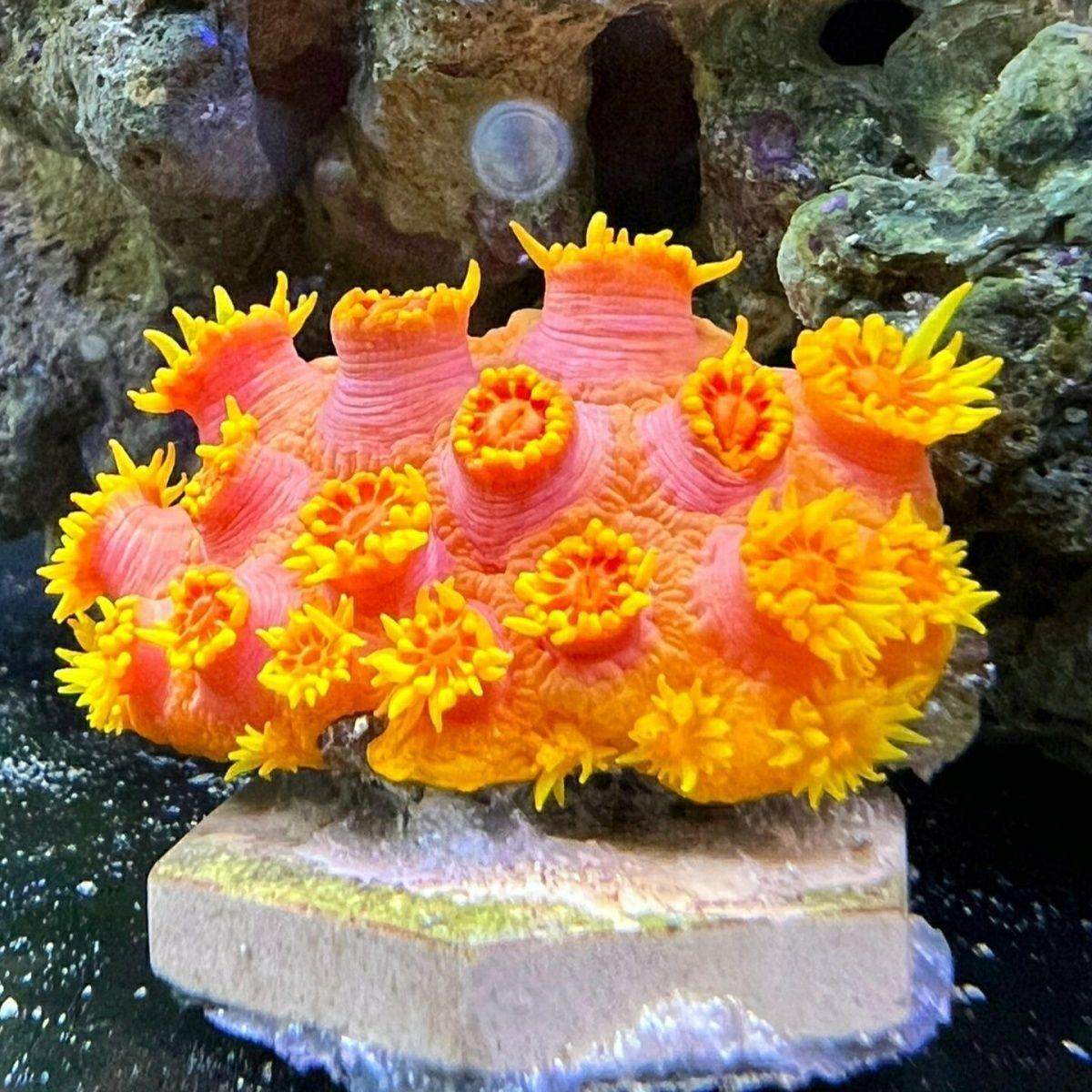 橙红太阳花珊瑚新手缸易养活炮仗花珊瑚lps软体珊瑚海缸造景拼盘,淘宝优惠券,粉丝福利购,淘宝优惠卷