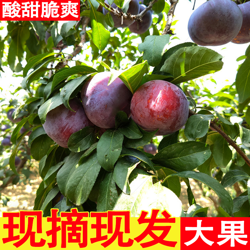 果悦滋旗舰店陕西黑布林5斤 李子孕妇水果新鲜包邮当季整箱10黑宝石巨李黑布李1