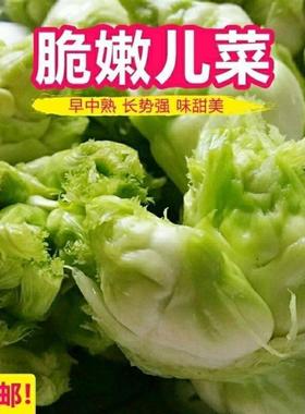 儿菜种子四川特产四季播娃娃菜抱子芥菜秋季蔬菜种子早熟易种原装