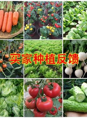 蔬菜种子菜园阳台四季播盆栽菠菜萝卜辣椒生菜小葱香菜种籽大全