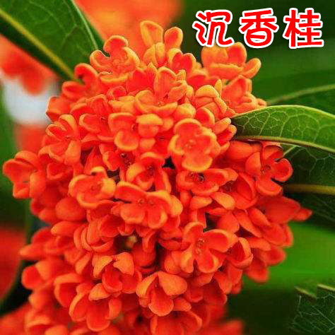 四季阳台花卉金桂花树苗盆栽观花植物庭院室内花客厅好养浓香型-图3