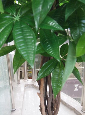 真杆发财树假植物人造装饰树橱窗展台布景办公室落地盆景真
