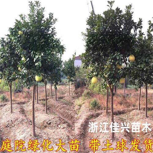 琯溪红心蜜柚苗 正宗红肉蜜柚苗 红心蜜柚树苗 嫁接红心柚子树苗 - 图3