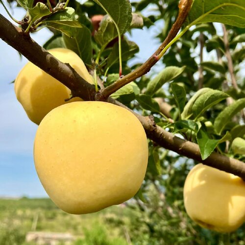 嫁接维纳斯黄金苹果树果苗晚熟南北方庭院盆栽地栽奶油大苹果树苗 - 图2