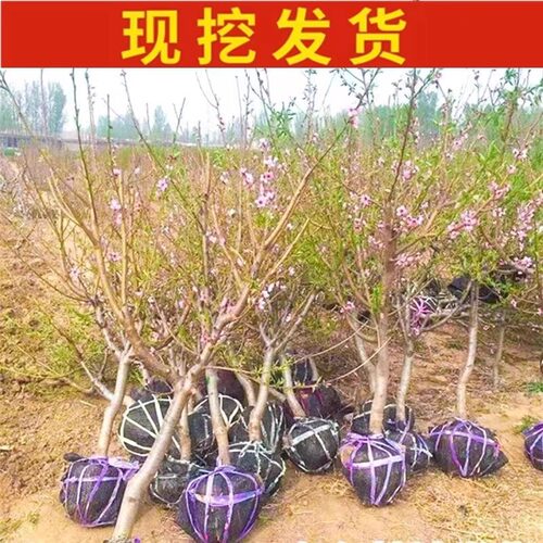 蟠桃树果苗嫁接中油蟠7-7彩虹油蟠桃苗中油蟠9号桃树果苗7-6蟠桃 - 图2