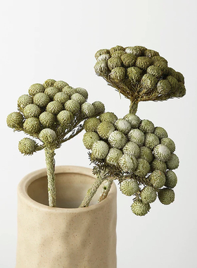 花植间 ins复古风珊瑚果干花真花标本自然永生花花束树枝装饰摆件