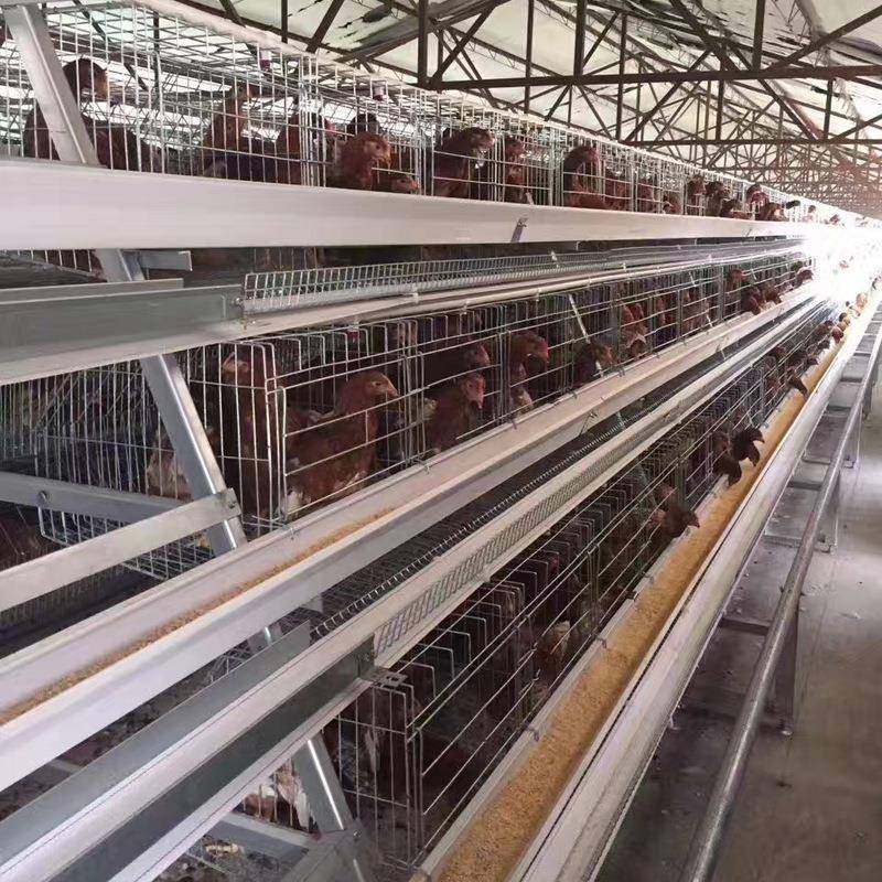 蛋鸡笼多层阶梯全自动清粪捡蛋喂料厂家热镀锌阶梯全自动蛋鸡笼,淘宝优惠券,粉丝福利购,淘宝优惠卷