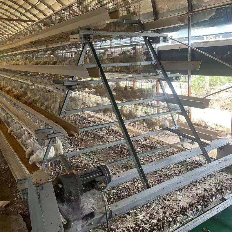 蛋鸡笼多层阶梯全自动清粪捡蛋喂料厂家热镀锌阶梯全自动蛋鸡笼,淘宝优惠券,粉丝福利购,淘宝优惠卷