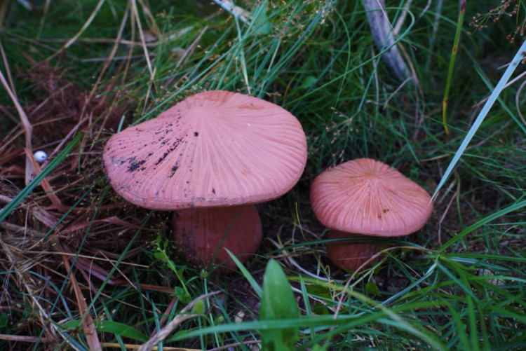 红陶花园蘑菇摆件花园别墅庭院摆件,淘宝优惠券,粉丝福利购,淘宝优惠卷