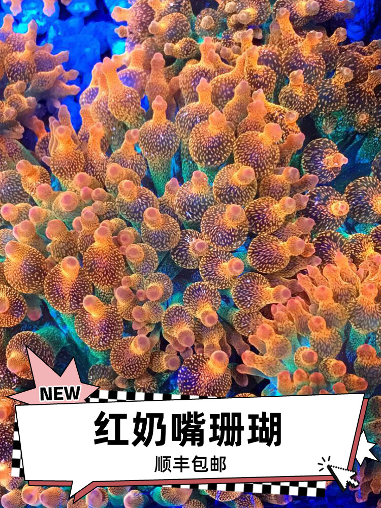 红奶嘴海葵珊瑚好看好养颜色靓海缸珊瑚 - 图0