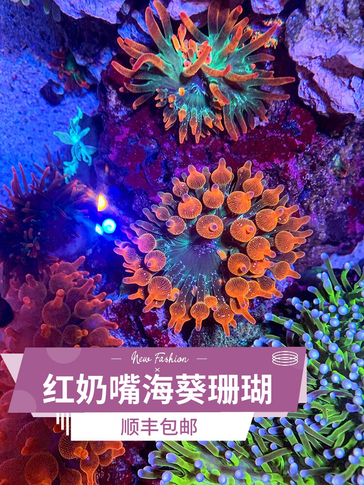 红奶嘴海葵珊瑚好看好养颜色靓海缸珊瑚 - 图1