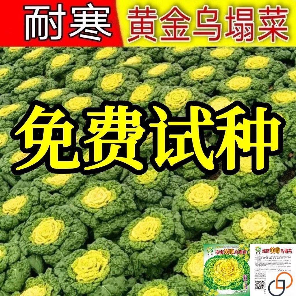 心塌乌菜种子种耐寒黄心菜种籽CJZ菊花心菜籽黄种易黄金乌蔬菜种-图2