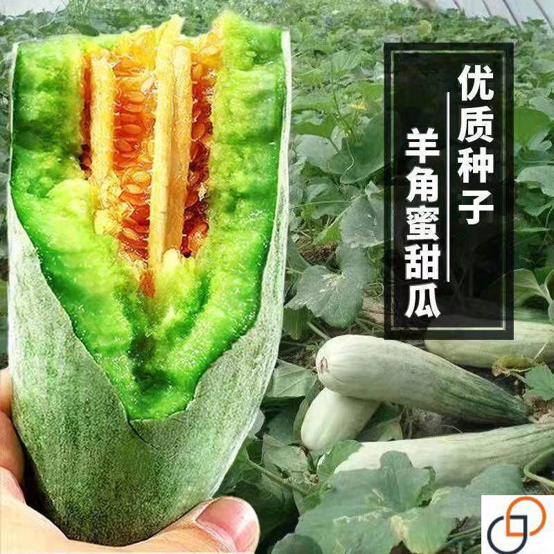 正品羊角蜜瓜酥甜瓜种子种籽苗蔬菜孑秧脆高产香瓜四季大全瓜苗