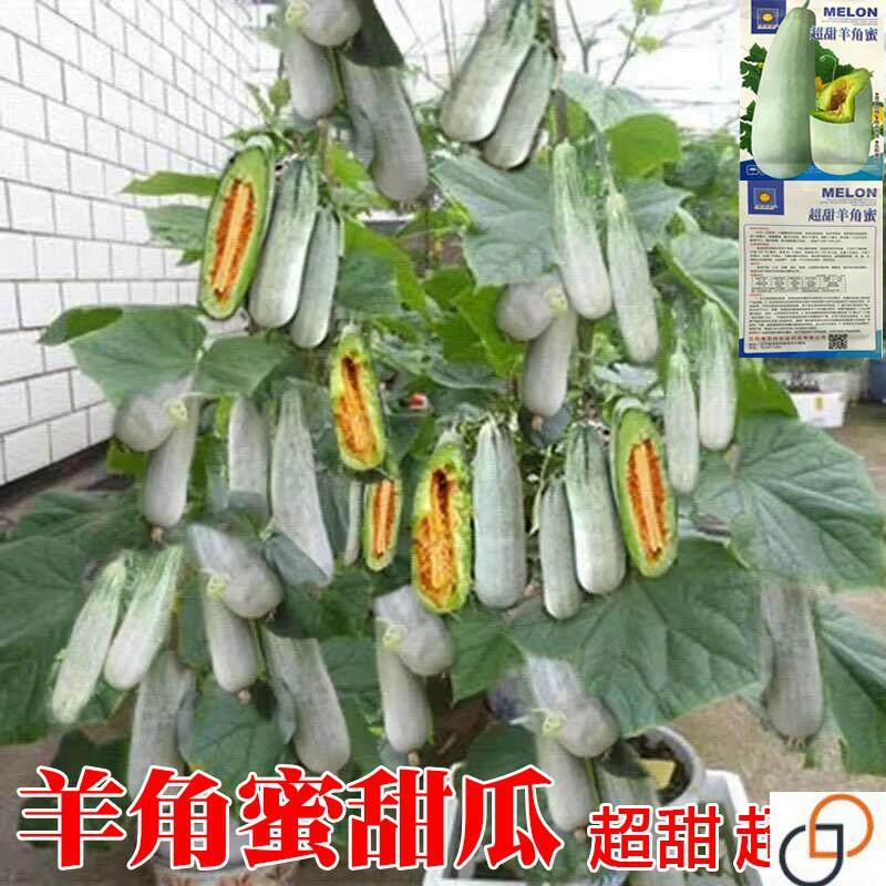 正品羊角蜜瓜酥甜瓜种子种籽苗蔬菜孑秧脆高产香瓜四季大全瓜苗