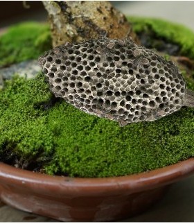 招财蜂巢仿真树脂艺术摆件客厅植物造景家居软装