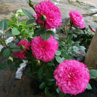 阳台多花微月榴花秋舞四季开花微型玫瑰花苗客厅盆栽花卉绿植 虎窝淘